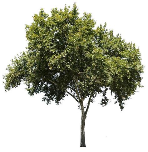 Tree Psd Tree Cut Out Tree Photoshop Cut Out People Advanced Photoshop Sycamore Tree Tree