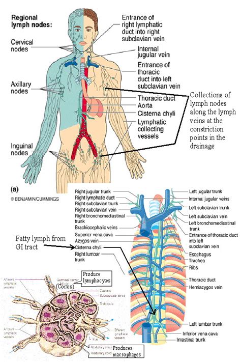 Lymphatic System Drainage Chart