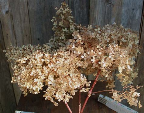 Huge Dried Pee Gee Paniculata Hydrangeas Naturally Dried Pee Etsy