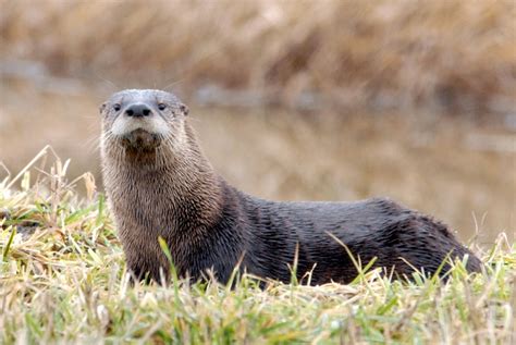 North American River Otter Mammals Of Wisconsin · Inaturalist