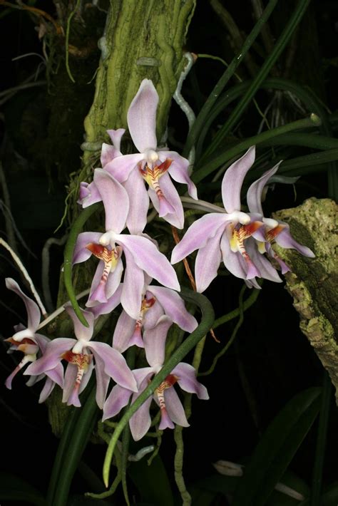 HOA PHONG LAN VIỆT VIETNAM ORCHIDS Hoa phong lan