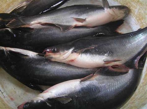 Pada pembudidayaan, dalam umur enam bulan saja, ikan patin bisa. UPDATE] Daftar Harga Ikan Patin Per Kg Terlengkap