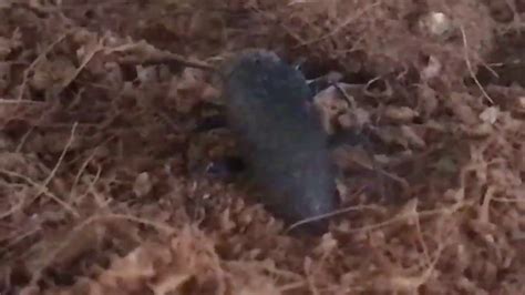 Darkling Beetle Laying Eggs Youtube