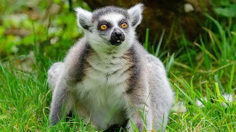 Ring Tailed Lemur The Animal Facts Habitat Appearance Diet Behavior