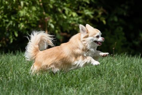 Fat Chihuahua A Guide To Slimming For Obese Chihuahuas
