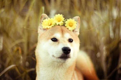Doge Background ·① Download Free Cool Wallpapers For