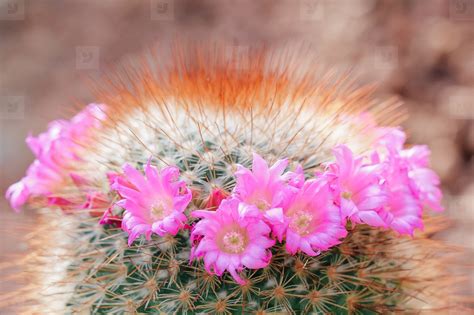 Pink Flowers On Cactus Stock Photo 111524 Youworkforthem