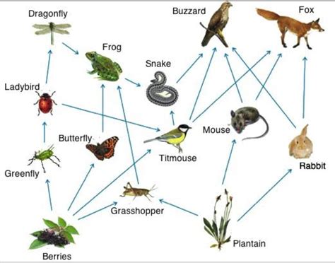 Food Web Definition For Kids Simple Food Web Examples For Kids