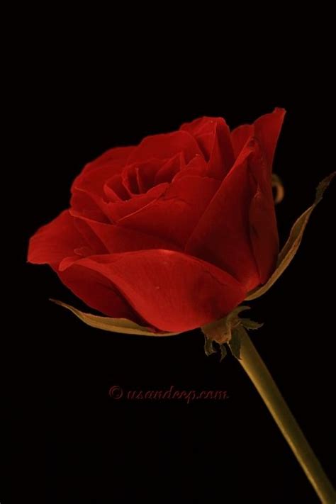 Pin On Rose Red
