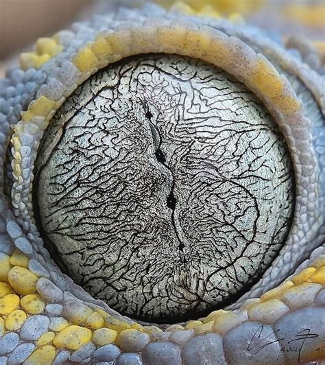 Look Closer Jarring Photos From Nature Captured More Than Expected
