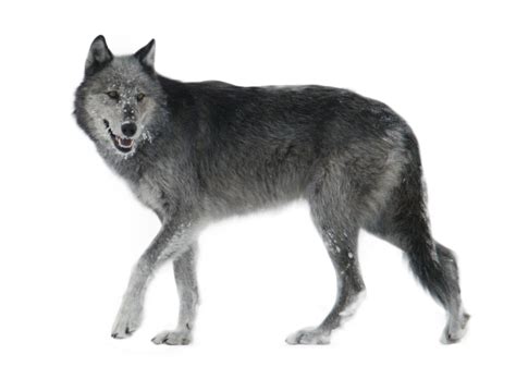 Collection Of Hq Wolf Png Pluspng