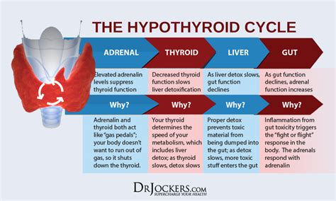 Signs Of An Underactive Thyroid DrJockers Com Adrenal Stress Adrenal Health Chronic Stress