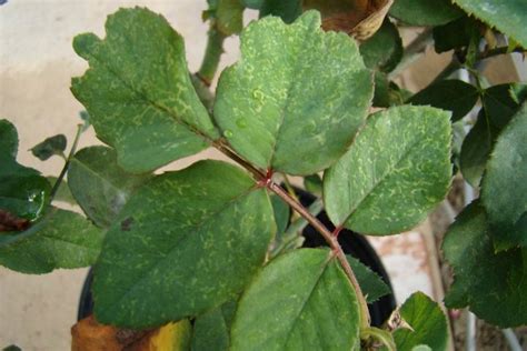 Pp338pp338 Rose Mosaic Virus A Disease Caused By A Virus Complex And