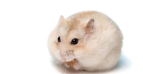 Dwarf Hamster Lifespan How Long Do Dwarf Hamsters Live Imp World
