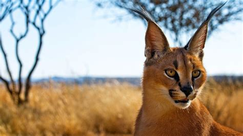 Caracal Wallpapers Wallpaper Cave