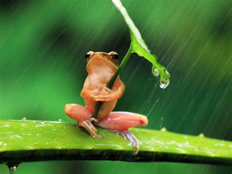 Rd Frog Is Sitting On Aloevera Holding Leaf In The Rain 4k Animals Hd