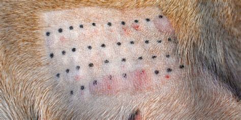 10 Most Common Dog Skin Problems With Pictures Rubold