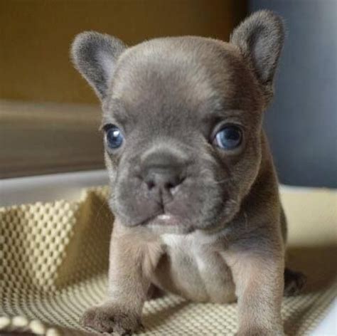 Enter your email address to receive alerts when we have new listings available for english bulldog with blue eyes for sale. Precious!!!!!! | French bulldog puppies, Baby dogs ...