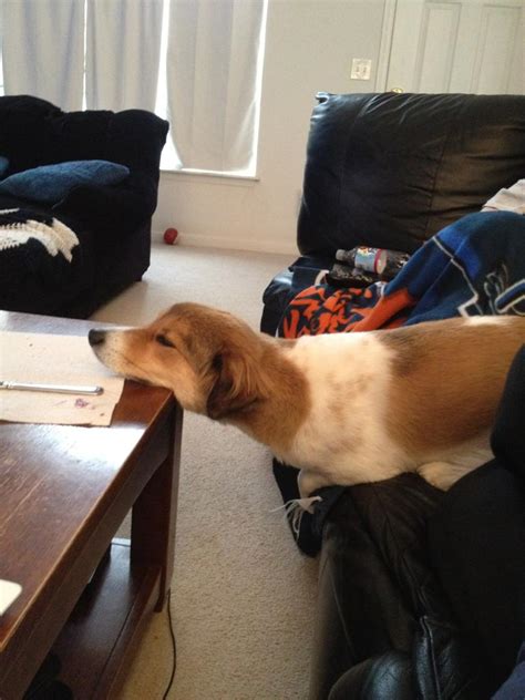 Updated daily, for more funny memes check our homepage. My derpy dog, sleeping on the couch, head on the coffee ...