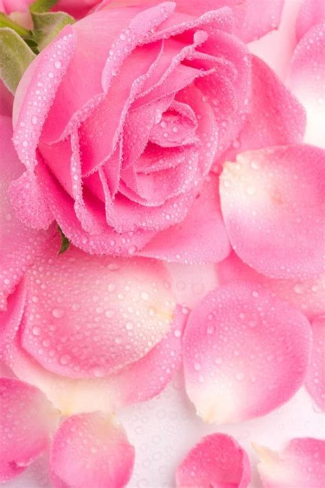 Pink Rose Petals Flowers Art Backgrounds Iphone