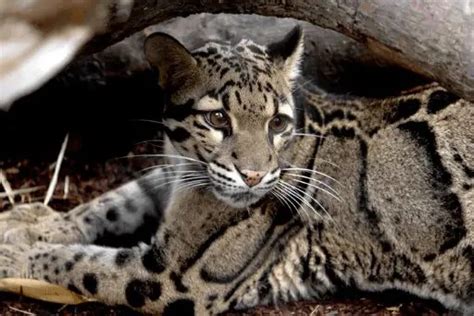 6 Of The Worlds Biggest Cats That You Must See In The Wild Proto Animal