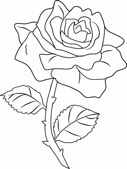 Rose Coloring Roses Drawing Line Clip Bunga