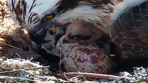 Female Osprey Nc0s First Chick Of The Season Hatches At Loch Of The Lowes Wildlife Reserve