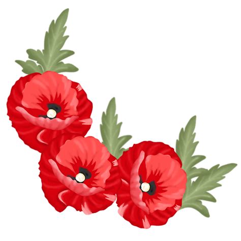 Free Poppy Flower Illustration 23451051 Png With Transparent Background