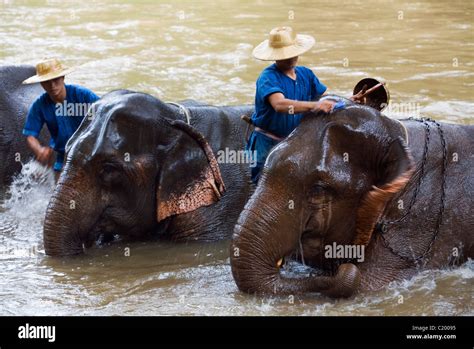 Elephants Are Bathed In The River By Their Mahouts At The Chiang Dao Elephant Training Centre