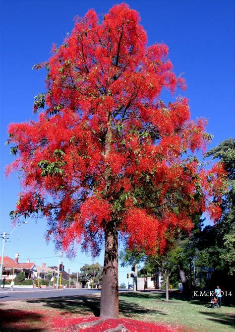 Flame Tree Brachychiton Acerifolius 20 Seeds Usa Company Flame Tree