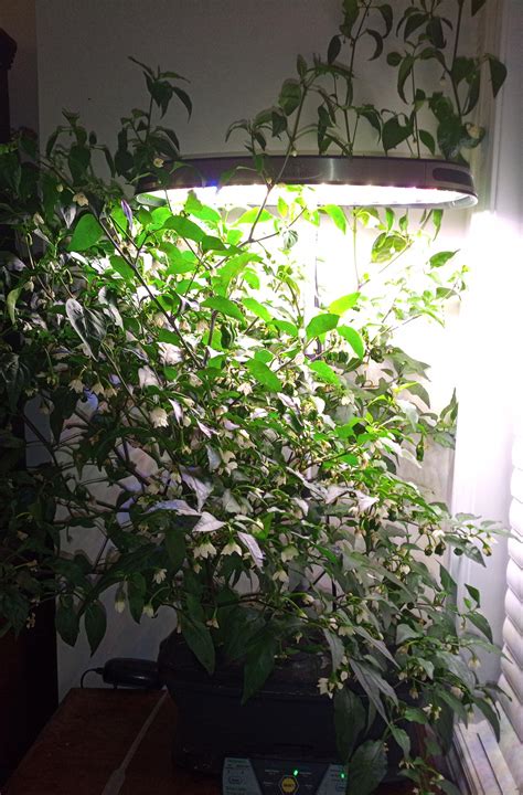 Pepperoncini Pepper Plant R Aerogarden