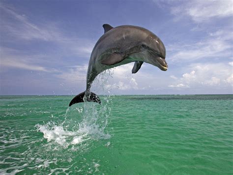 Дельфин прыгает обои 1600x1200