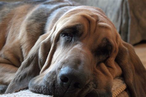 Bloodhound Dog Breed Information Pictures And More