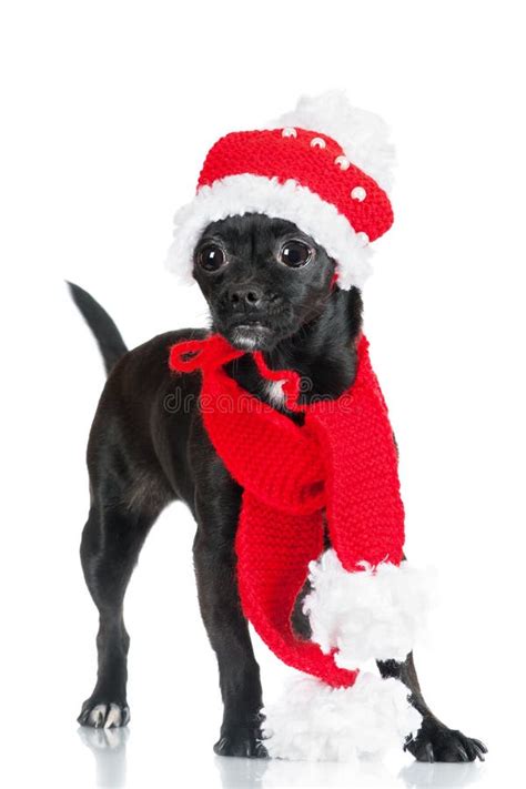 Adorable Little Black Dog In A Hat Adn Scarf Stock Image Image Of