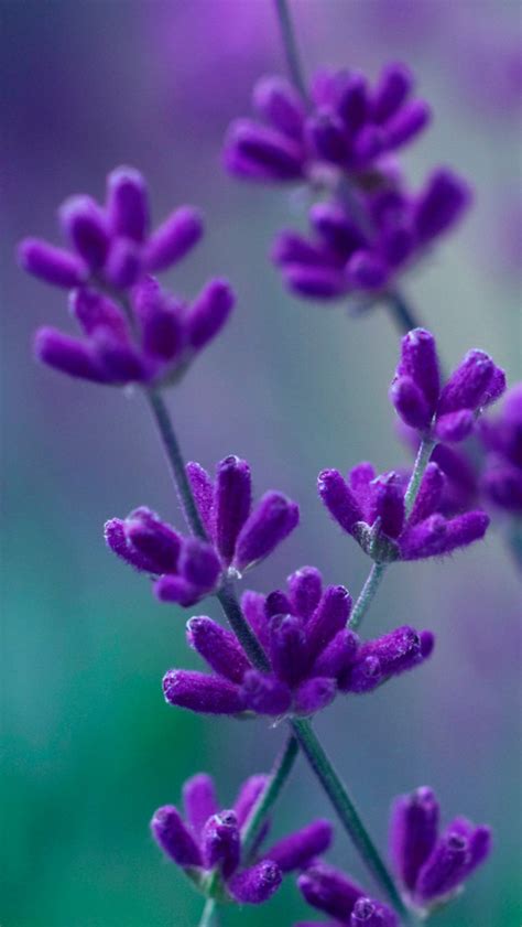 Download Purple Flowers Wallpaper Iphone By Courtneyrosales Purple
