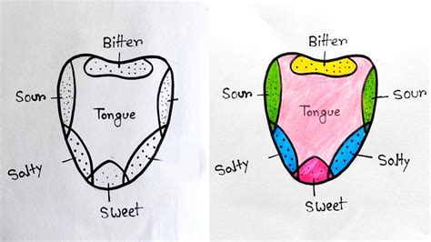 Human Tongue Diagram Easy Tongue Drawing For Students How To Draw