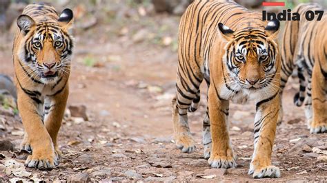 Bandhavgarh National Park Madhya Pradesh Wildlife Tour National