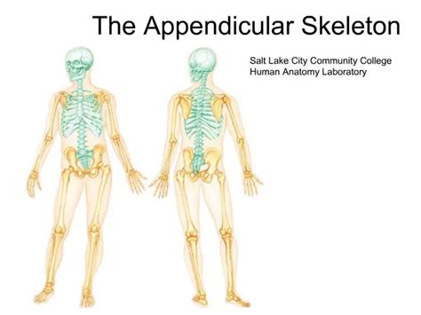 Ppt The Appendicular Skeleton Powerpoint Presentation Free Download