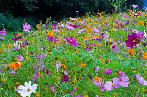 Lincolns Domain West Virginia Wildflowers