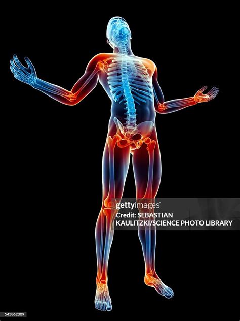 Human Skeleton And Joints Illustration High Res Vector Graphic Getty