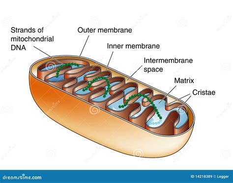 Mitochondrion Stock Illustration 99109162