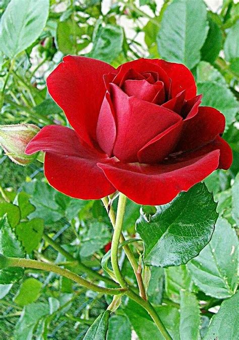 I hope you liked all good morning rose images , you can free download from here. Pin by Mahmoud Lotfi on roses (With images) | Beautiful ...
