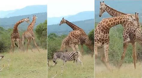 Watch Are Giraffes Gentle This Epic Fight Between Two Males Will