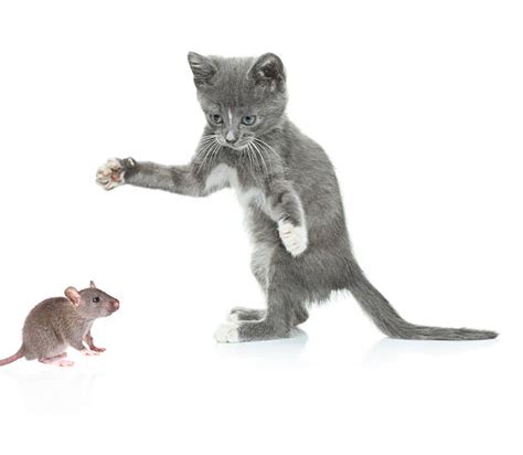 Cat Chasing Mouse Stock Photos Pictures And Royalty Free Images Istock