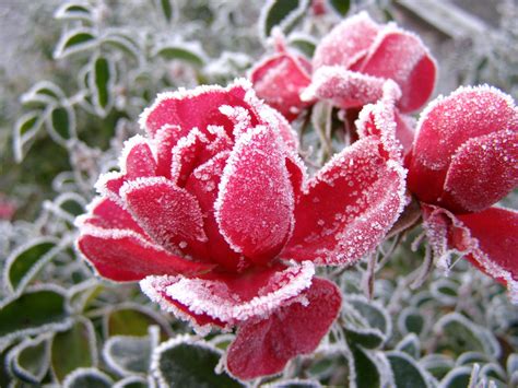 Time To Winterize Ready Roses For Winter Selecting Roses That Are