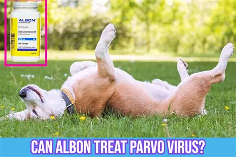 Can Albon Treat Parvo Virus In Dogs Antibiotics For Dogs