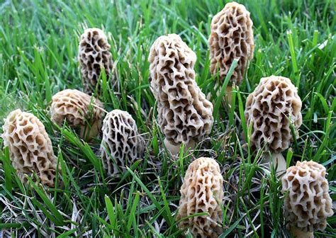 Morel Mushrooms The New Gold Rush The Siskiyou