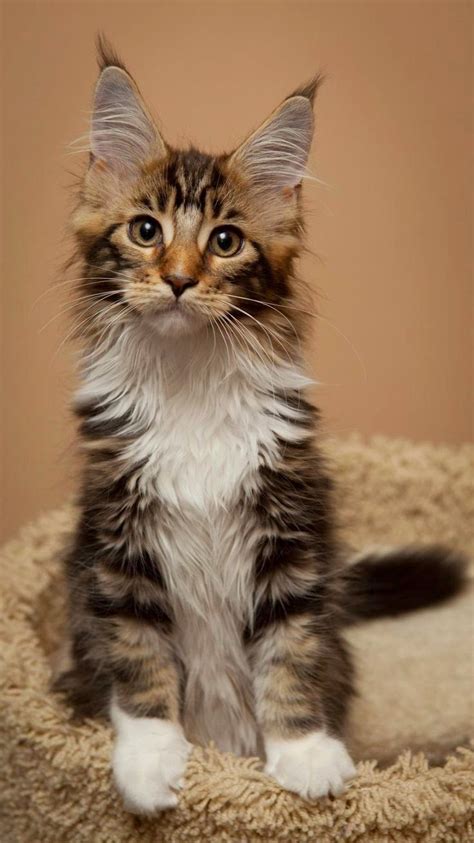 Cute Dogs And Cats Five Interesting Facts About Maine Coon Cats