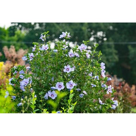 Gardens Alive Blue Flowering Bluebird Rose Of Sharon Althea Flowering Shrub In 1 Packs Bare