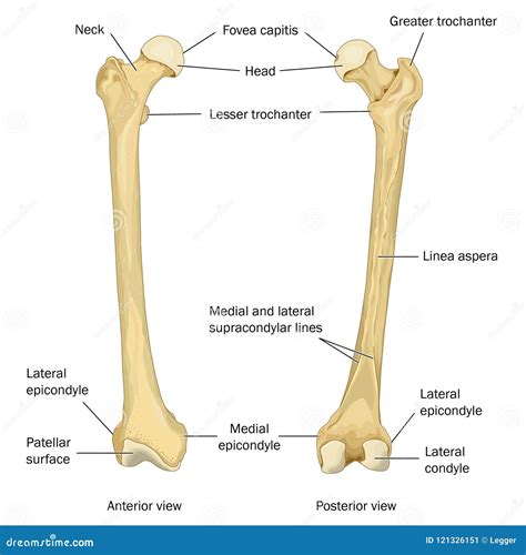 Anatomía Superficial Del Fémur Humano Stock De Ilustración